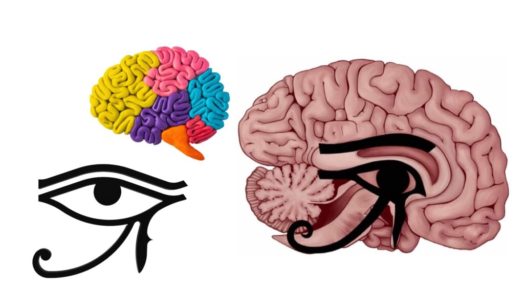 Eye of Horus in Brain